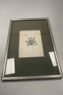 Original Flora Danica Print with silver frame no. 100