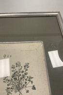 Original Flora Danica Print with silver frame no. 100