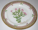 Königlich. Porzellanteller Flora Danica Nr. 3552 (5)