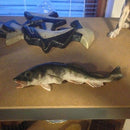 Royal Copenhagen Jugendstil Einzigartiger Kabeljau von Marianne Høst aus dem Jahr 1890