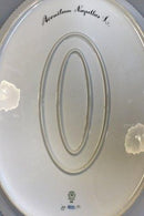 Royal Copenhagen Flora Danica Ektra Großes Serviergeschirr Nr. 375 oder 3521