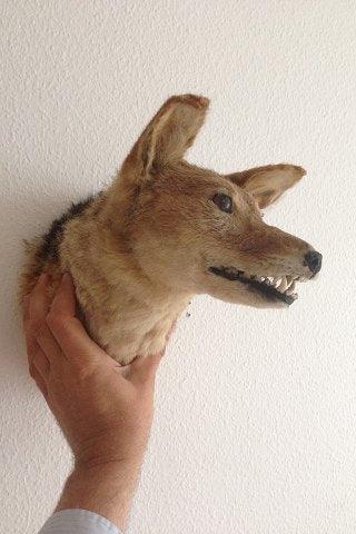 Gefüllter Schakal-Kopf