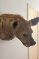 Hyena Head Mount, Large