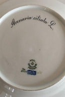 Königlich Kopenhagen Porcelæn Flora Danica Mittagsteller Nr. 3550