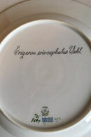 Royal Copenhagen Flora Danica Spisetallerken No 735/3549