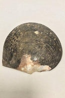 Large engraved mother of pearl shell.