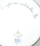 Königlich. Porzellanteller Flora Danica Nr. 3552 (5)