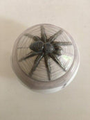 Royal Copenhagen Art Nouveau Lidded Bowl No 317/24 with Tarantulas.