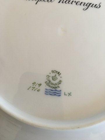 Royal Copenhagen Green Fish Dinner Plate No 919/1710 with Clupea Harengus