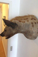 Hyena Head Mount, Large