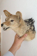 Udstoppet Sjakal Hoved