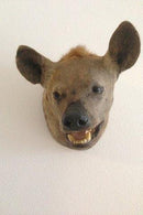 Hyena Head Mount, Large