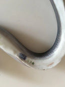 Royal Copenhagn Art Nouveau Figurine of Common Eel No 465