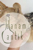 Udstoppet Sjakal Hoved