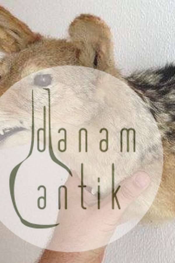 Udstoppet Sjakal Hoved