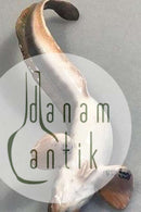 Royal Copenhagen Ålekvabbe Hallin Fra Juni 1889 No 1281