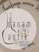 皇家哥本哈根Flora Danica侧盘No 3552