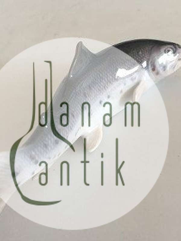 ロイヤルコペンハーゲン サーモンフィギュリン No 1602