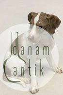 Bing  & Grøndahl Figur af siddende Pointer No 1716