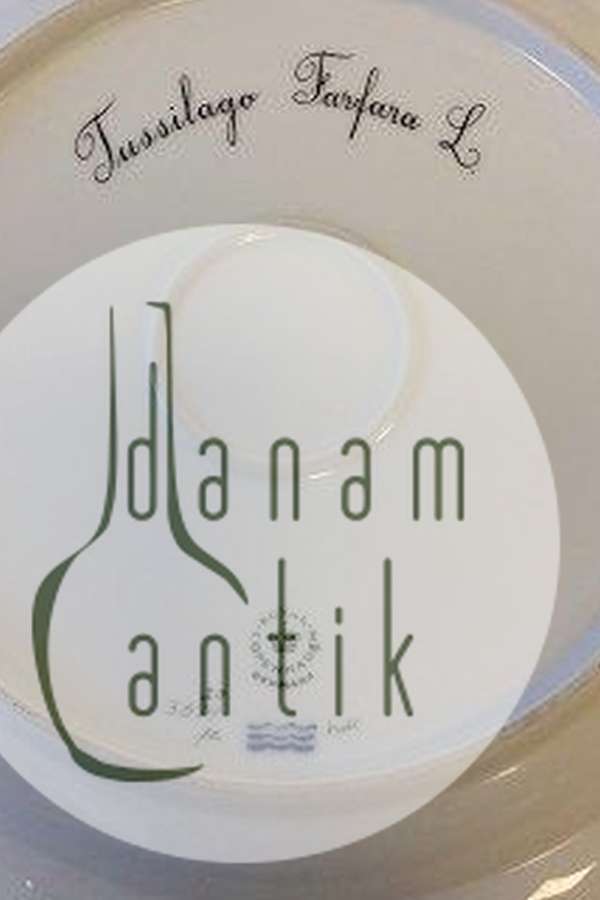 Royal Copenhagen Flora Danica  Fad med gennembrudt rand No 20/3574