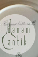 Royal Copenhagen Flora Danica Spisetallerken No 735/3549