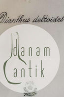 Royal Copenhagen Flora Danica Speiseteller Nr. 735/3549