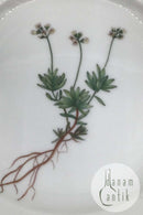 Royal Copenhagen Flora Danica Dessert Tallerken No 20/3551