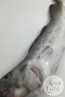 Royal Copenhagen Unika Figur af Torsk / Fisk signeret at Hallin i 1889 unika nummer 1059