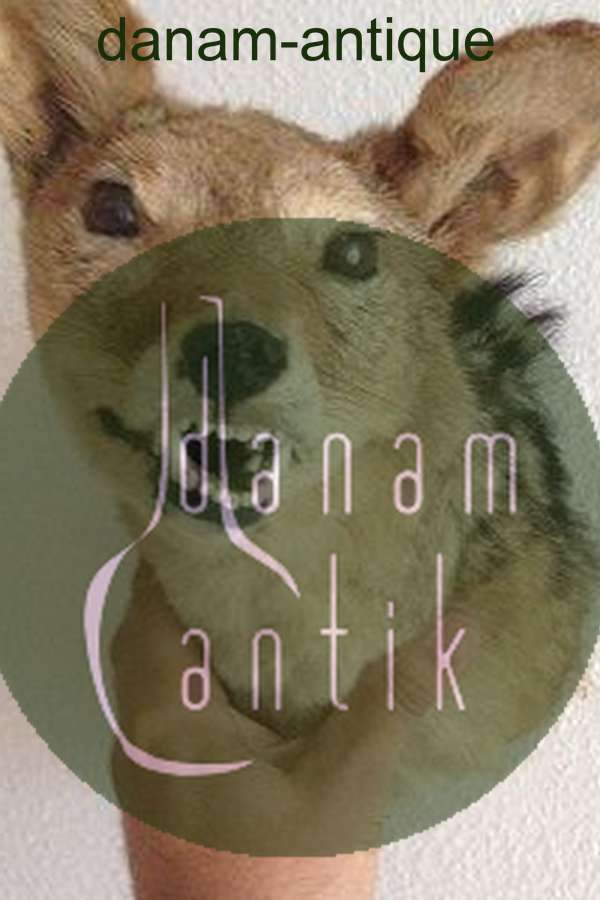 Udstoppet Sjakal Hoved