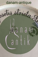 Royal Copenhagen Flora Danica Pierced Luncheon Plate No 3554 Antique Myosotis Stricta Link.