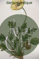 Royal Copenhagen Flora Danica Kagetallerken Nr. 20/3552.