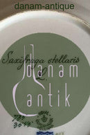 Royal Copenhagen Flora Danica Dyb tallerken No 735/3545