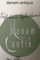 Royal Copenhagen Flora Danica lågskål No 735/3568