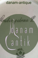 Royal Copenhagen Flora Danica Lunch Plate No 735/3550