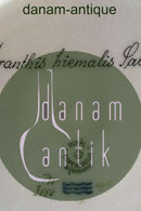 Royal Copenhagen Flora Danica Mittagsteller Nr. 735/3550