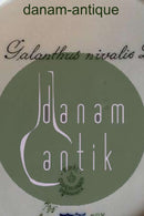 Royal Copenhagen Flora Danica Speiseteller Nr. 735/3549