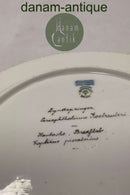 Royal Copenhagen Privat gemalt Flora Danica Fisch Teller Nr 3549