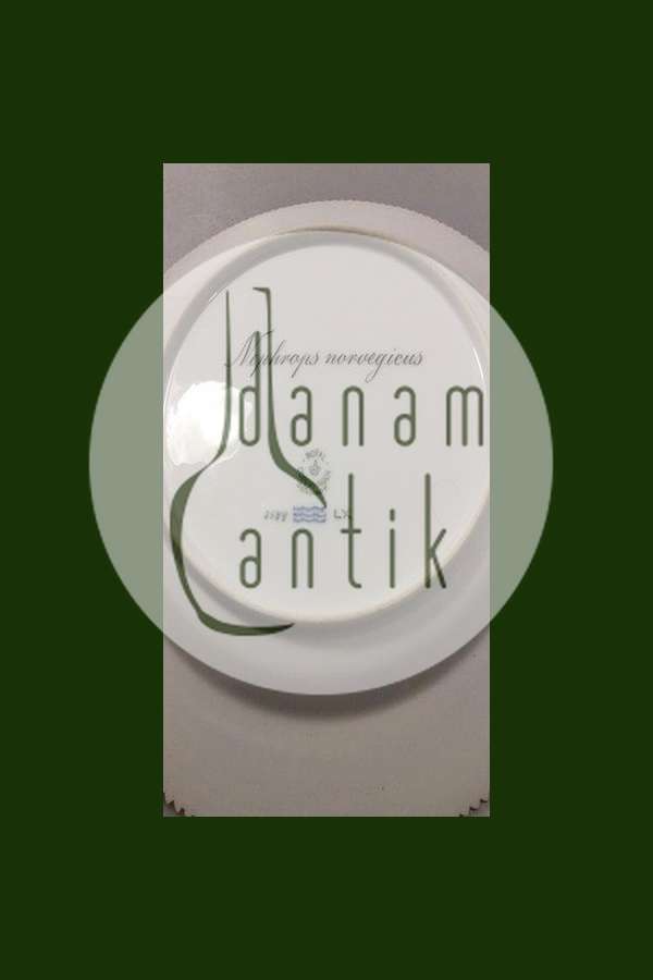 Royal Copenhagen Flora Danica Fisketallerken No 19/3549