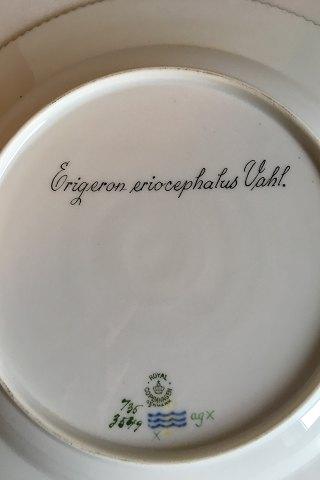 Royal Copenhagen Flora Danica Spisetallerken No 735/3549 - Danam Antik