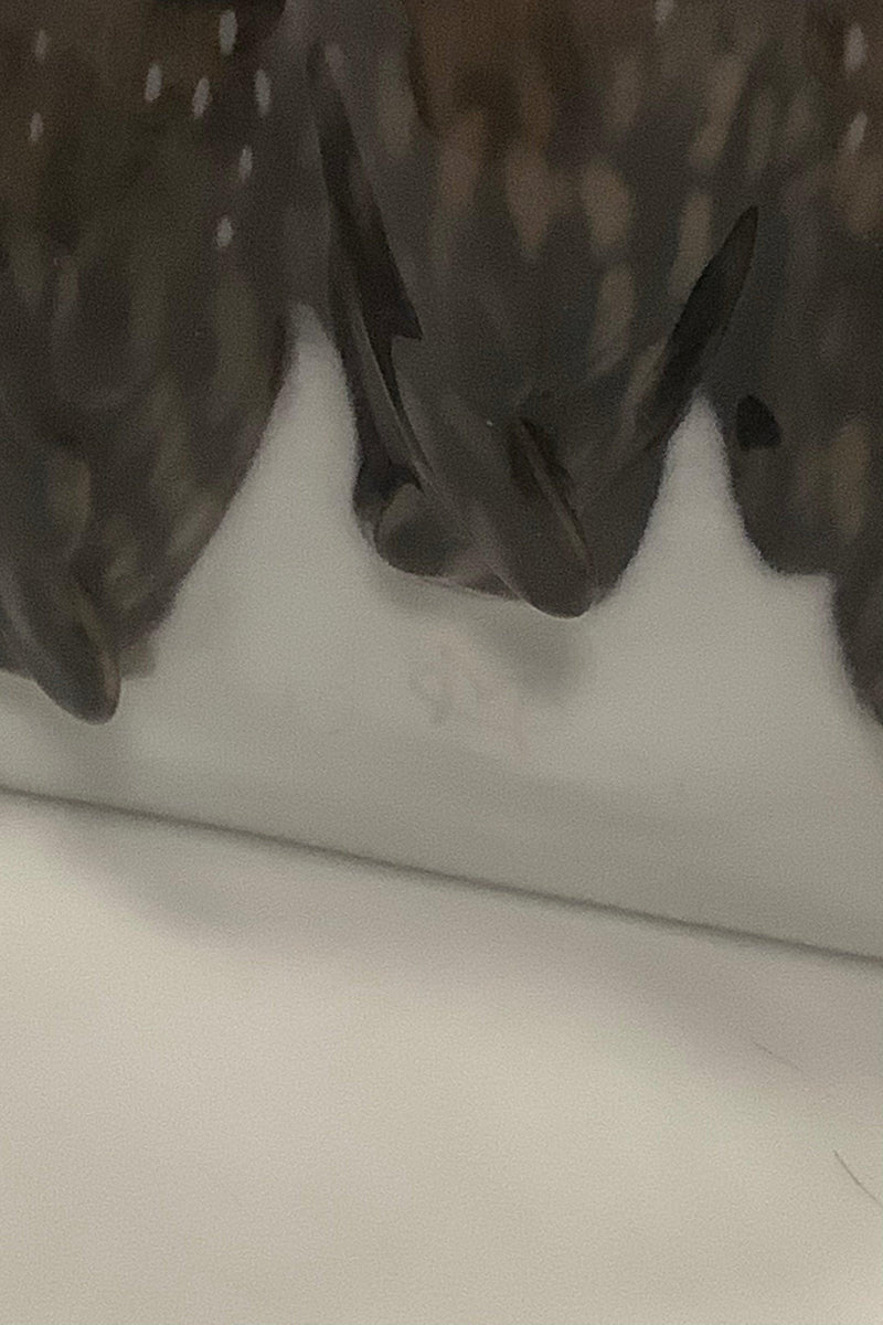 Royal Copenhagen Art Nouveau Skrivesæt med 3 Ugler og 1 mus No. 2177 - Danam Antik