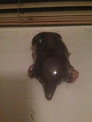 Royal Copenhagen Figur af muldvarp No 1286 - Danam Antik